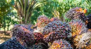 Mesir Sangat Bergantung pada CPO Indonesia, Ini Buktinya
