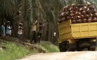 Tujuh Duta Besar Bakal Hadir ke Diskusi Sawit Belitung