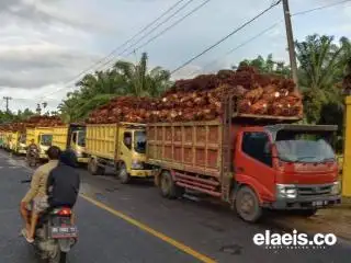 Harga CPO Diprediksi Masih Terbang 2023