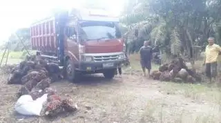 Harga Migor Sudah Stabil, tapi Harga TBS Belum Naik Signifikan