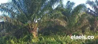 Pemerintah Bisa Cabut Perusahaan Tak Kantongi HGU