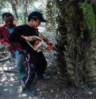 Begini Cara Melakukan Pemupukan Sawit dengan Metode Injeksi Batang