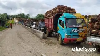 PKS Tanpa Kebun Dongkrak Harga TBS Petani Swadaya di Kaltim