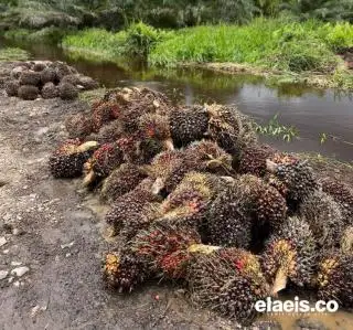 APKASINDO Babel Dukung DPRD Belitung Bentuk Pansus Kelapa Sawit