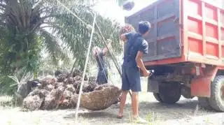 Petani Mandiri Butuh Jaminan Harga Sawit