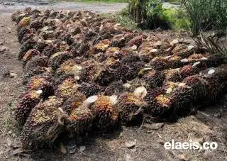 GAPKI: STD-B akan Jamin Harga TBS Petani