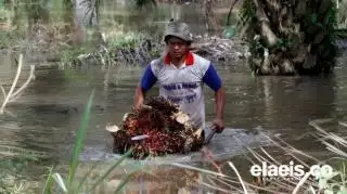 Kacau! Baru Dua Hari Berkibar, Harga CPO Turun Lagi