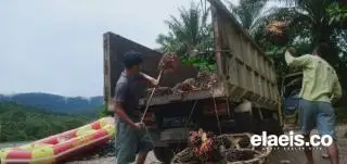 China Bikin Harga CPO Berkibar, Kok Bisa?