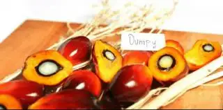 Ini Keluhan Petani yang Membeli Benih Sawit Unggul Secara Online