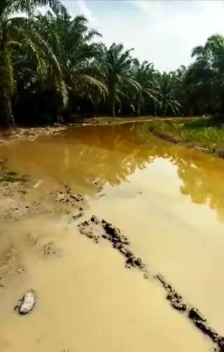 Jalan Rusak, Harga TBS Anjlok, Petani Merutuk