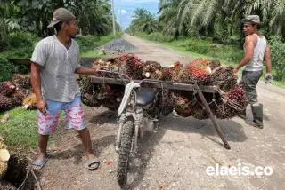 Harga CPO Ambruk Lagi