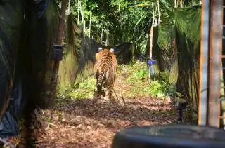 Pekerja PT SPA Nyaris Tewas Diserang Harimau