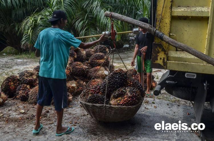 Permentan 03/2022 Lindungi Petani Sawit