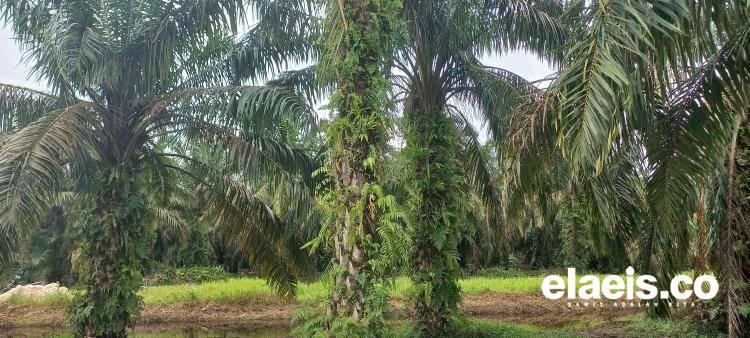 Dirjen Perkebunan Sebut Permentan 03/2022 Memperlancar PSR