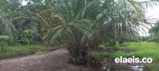 Pabrik Tanpa Kebun Terancam Bubar, Begini Kata Dr Sadino