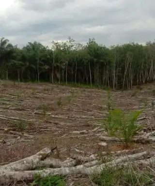 Pekebun Karet di Daerah ini Ramai-ramai Menanam Sawit