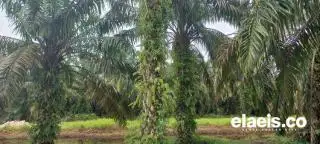 DPRD Riau Sambut Baik Syarat Bebas Lindung Gambut Dihapus
