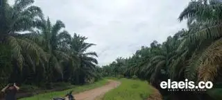 Petani Minta Tak Dipersulit Akses Program Sarpras BPDPKS