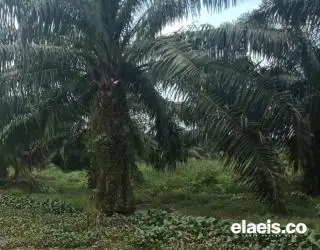 Jaksa Mulai Telusuri Dugaan Permainan HGU PT Daria Darma Pratama di Mukomuko