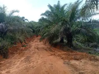 Tak Ada yang Peduli Jalan Kebun Rusak, Toke Sawit ini Turun Tangan