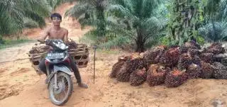 Sawit Petani di Sei Kuning Cuma Bisa Dipanen Sekali Sebulan, Ada Apa?