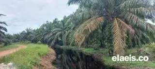 Luas Kebun Kelapa Sawit di Bangka Meningkat