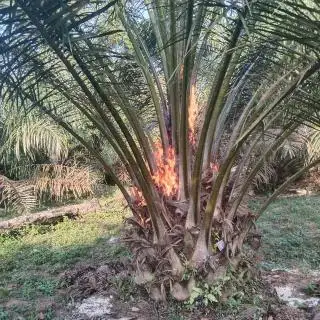 Sawit yang Tak Berbuah Jangan Dibakar, Begini Solusinya