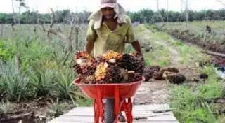 Harga Sawit Merosot, Nilai Tukar Petani Riau Ikut Melorot