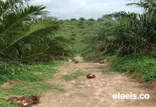Petani Senang, Hasil Panen Kebun Usai PSR Makin Banyak