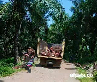 Pabrik Sawit Makin Banyak di Seluma, Ini Buktinya