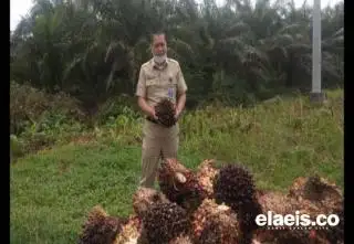 Kabar Baik, Harga TBS Sawit di Riau Mulai Naik
