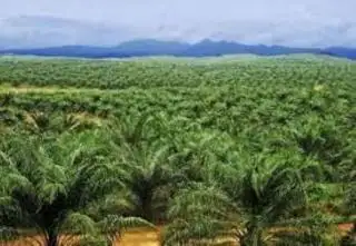 Hadapi Sikap Diskriminatif UE, Ini yang akan Dilakukan Indonesia dan Malaysia