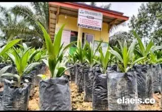 Dana PSR Belum Cukup, di Sanggau Disebut Kebutuhan Ideal Minimal Rp40 Juta/Hektar