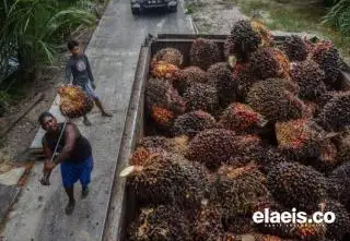 Mantap, Harga TBS Sawit Riau Naik Lagi