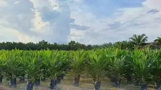 Jual Bibit Sawit secara Daring, PTPN V: Agar Petani Bisa Saling Berdiskusi