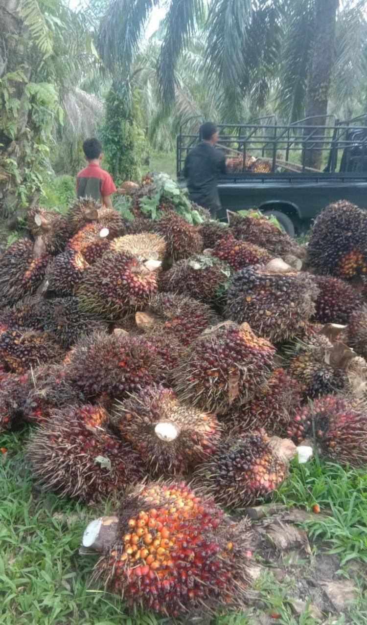 Harga TBS Petani Bermitra di Jambi Naik, Simak Daftarnya