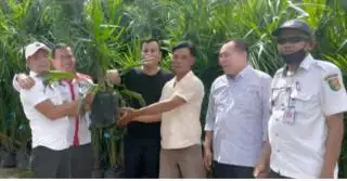 Alokasi Bantuan Bibit Sawit Gratis Naik Jadi 17 Ribu Batang