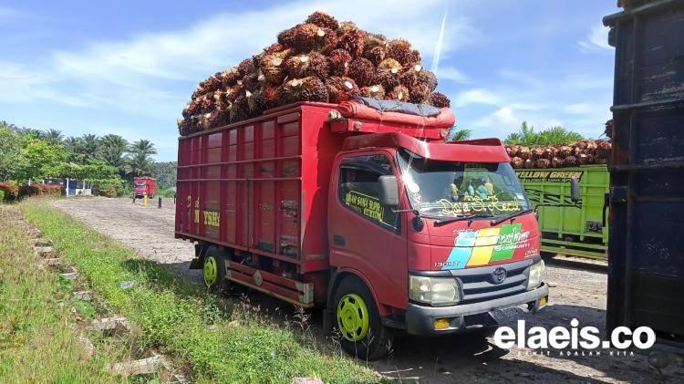 Pekan Depan, Ada Sinyal Harga CPO Terjun Bebas!