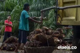 Potensi Sawit di Mukomuko Diyakini Bikin Investor Ngiler