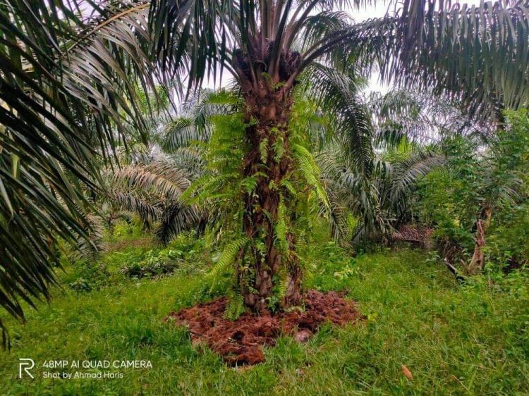 PKS Diminta Berikan Jangkos Secara Gratis ke Petani