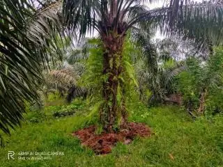 PKS Diminta Berikan Jangkos Secara Gratis ke Petani