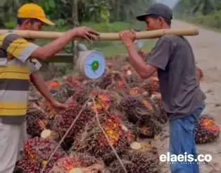 Harga TBS di Aceh Timur Sentuh Rp2.430/Kg
