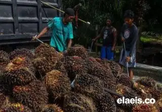 Ini Daftar Harga TBS di 22 Provinsi Penghasil Sawit, Sumbar Paling Mahal