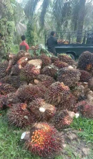 Turun Tipis, Berikut Update Harga Resmi TBS di Jambi