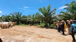 Tingkatkan Populasi Sapi, PBS Sawit Didorong Bermitra dengan Peternak