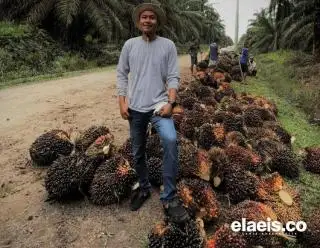 Harga TBS Sawit Penetapan Disbun Riau Paling Tinggi