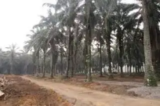 Gerakkan Ekonomi Daerah, Pemprov Kalbar Optimalkan PAP