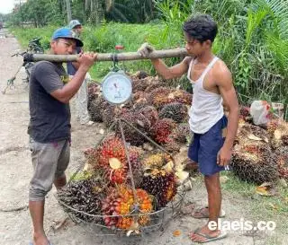 Petani Mengeluh, Harga TBS Sawit Terus Bergerak Turun