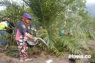 Didorong Sektor Sawit, Nilai Tukar Petani Nasional Tumbuh 0,29 Persen