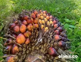 Sawit, Bikin NTP Bengkulu Naik 2,08 Persen